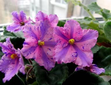 FlowerlandViaLactea2