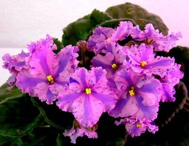 FlowerlandViaLactea3