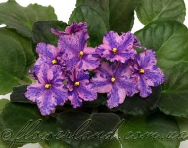 FlowerlandViaLactea4