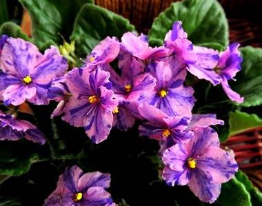 FlowerlandViaLactea5