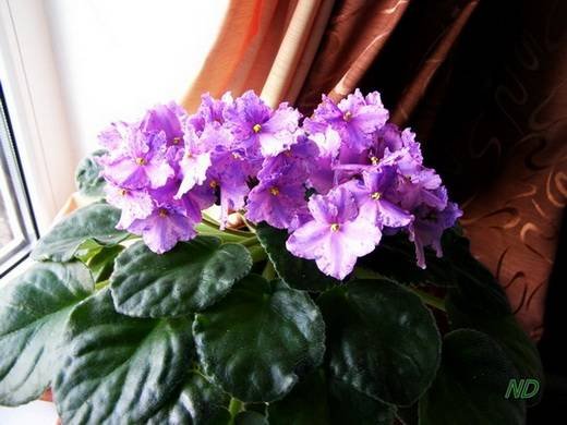 FlowerlandViaLactea6