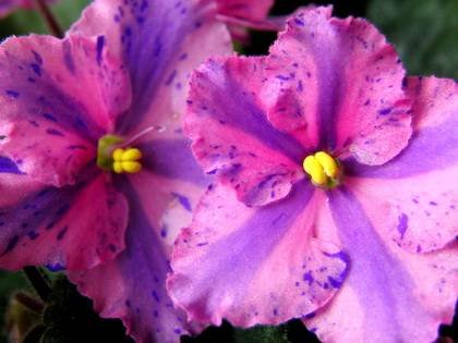 FlowerlandViaLactea7