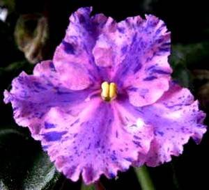 FlowerlandViaLactea9