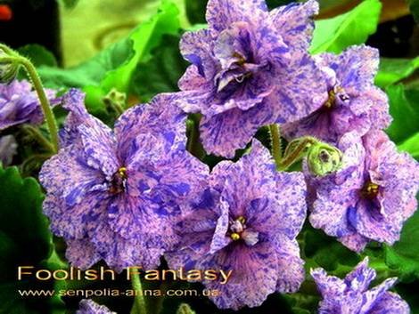 FoolishFantasy1