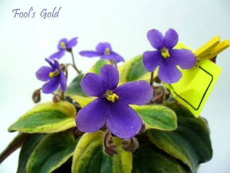 Fool'sGold1