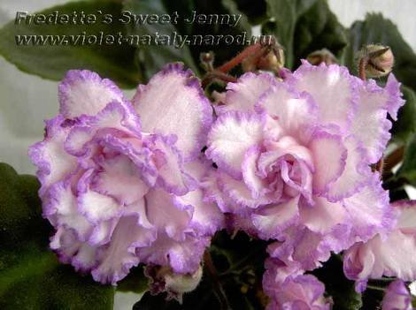 Fredette'sSweetJenny1
