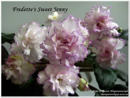 Fredette'sSweetJenny5