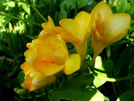 Freesia6