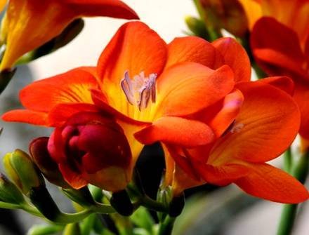 FreesiaArmstrongiiKardinal