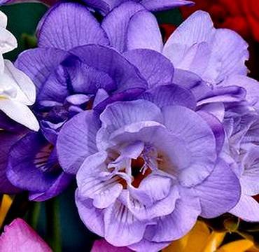 FreesiaGiantDoubleBlue