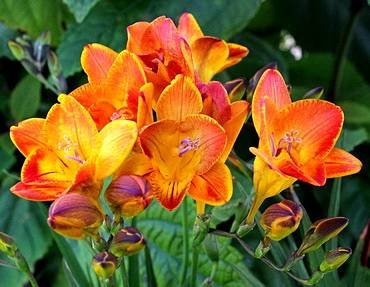 FreesiaSingleBicolor