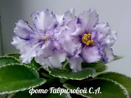 Фрейя7
