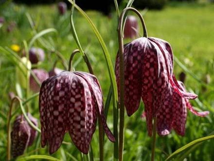 Fritillaria1