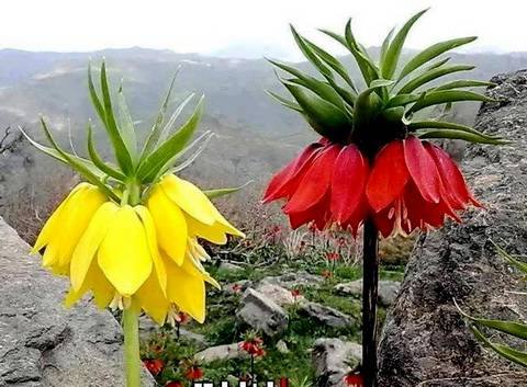Fritillaria11