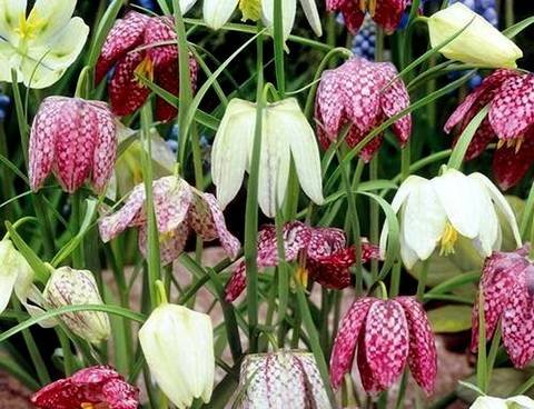 Fritillaria12
