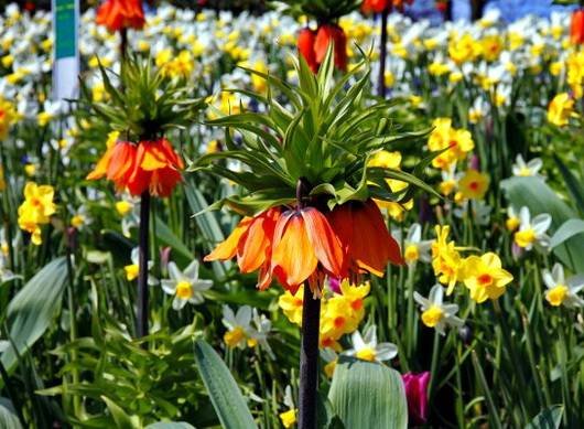 Fritillaria13