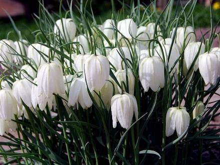 Fritillaria2
