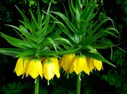 Fritillaria3