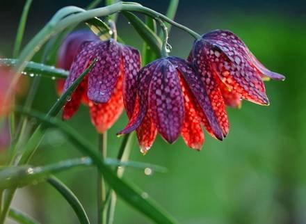 Fritillaria4