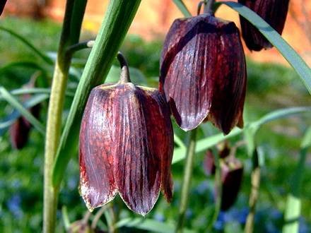 Fritillaria5