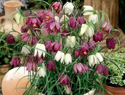 Fritillaria6