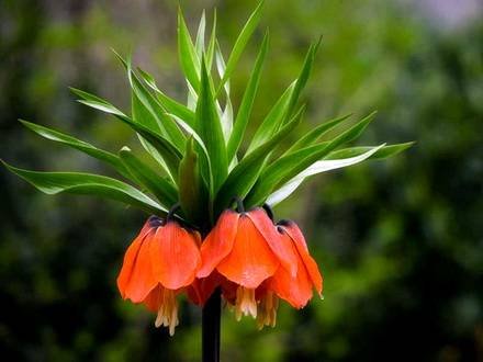 Fritillaria7