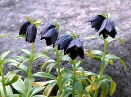 Fritillaria8