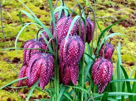 Fritillaria9