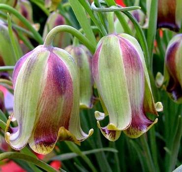 FritillariaAcmopetala