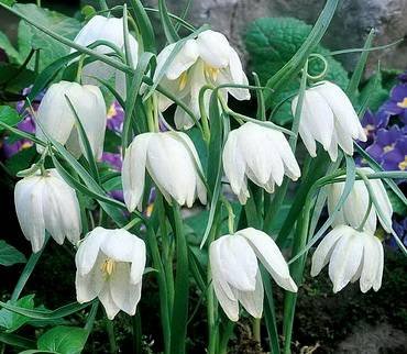 FritillariaAlba