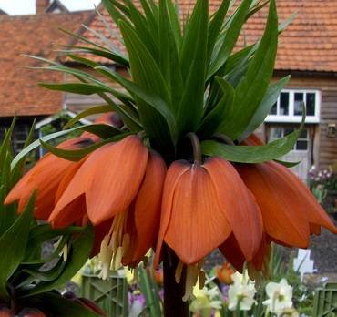 FritillariaAurora