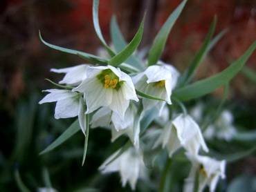 FritillariaBucharica