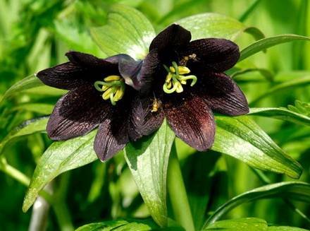 FritillariaCamtschatcensis