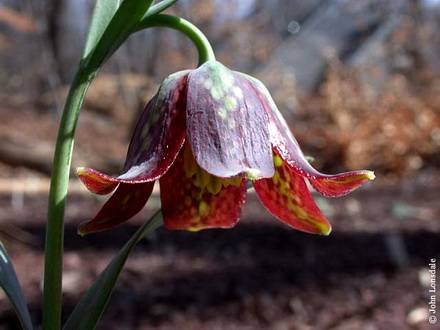FritillariaDavisii