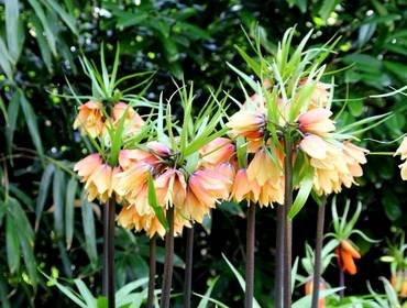 FritillariaEarlyFantasy