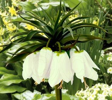 FritillariaEarlyRomance