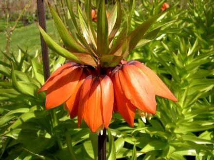 FritillariaImperialis