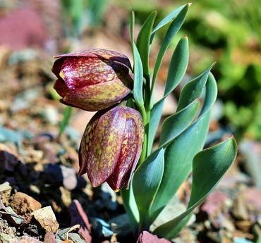 FritillariaKurdica
