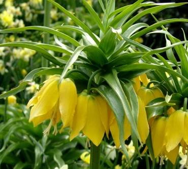FritillariaLutea