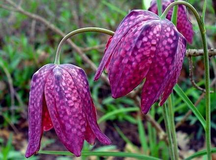 FritillariaMeleagris