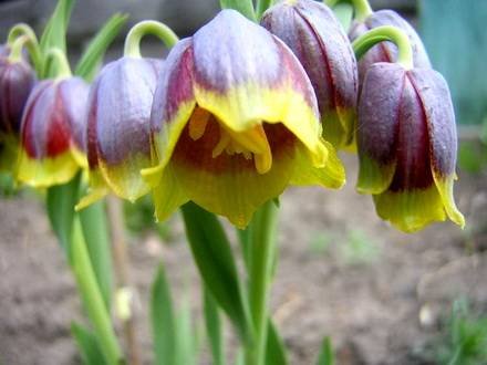 FritillariaMichailowskyi