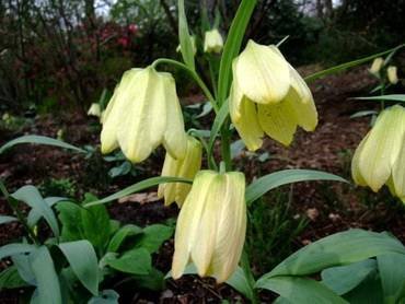 FritillariaPallidiflora
