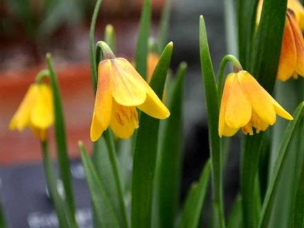 FritillariaPudica