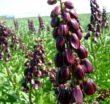 FritillariaPurpleDynamite