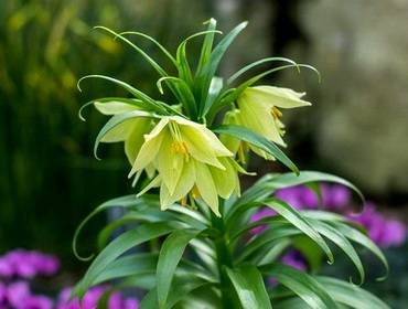 FritillariaRaddeana