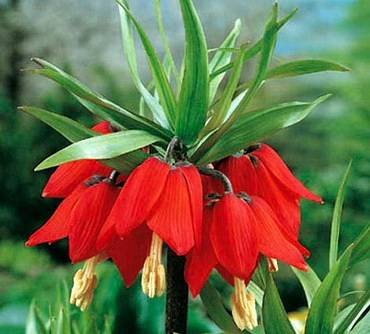 FritillariaRubra