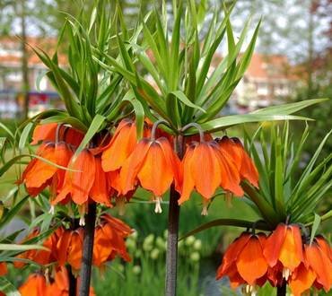 FritillariaRubraMaxima