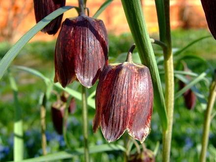 FritillariaRuthenica