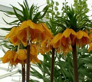 FritillariaStripedBeauty