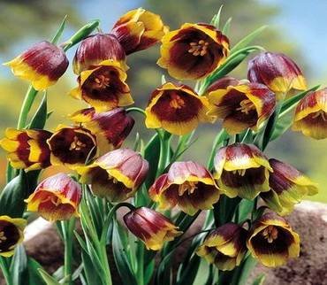 FritillariaUvaVulpis